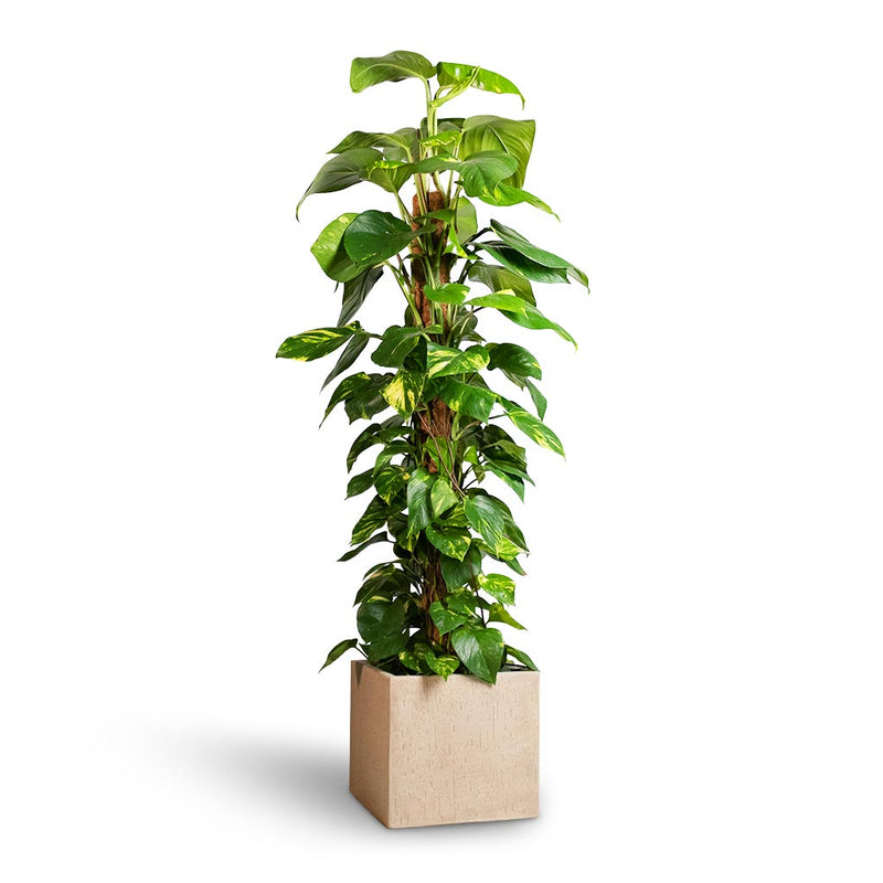 Epipremnum aureum - Golden Pothos - Moss Pole | Hortology