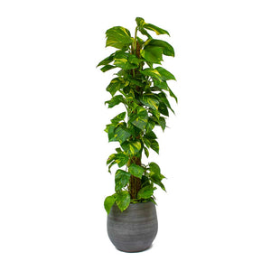 Epipremnum-aureum Golden Pothos Moss Pole & Esra Mystic Grey Plant Pot