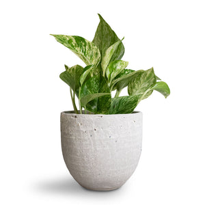 Epipremnum aureum - Marble Queen Pothos & Cas Plant Pot - Cool Grey