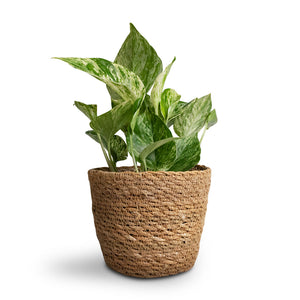 Epipremnum aureum - Marble Queen Pothos & Igmar Plant Basket - Natural