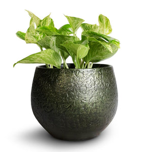 Noor Plant Pot - Velvet Green & Marble Queen Pothos