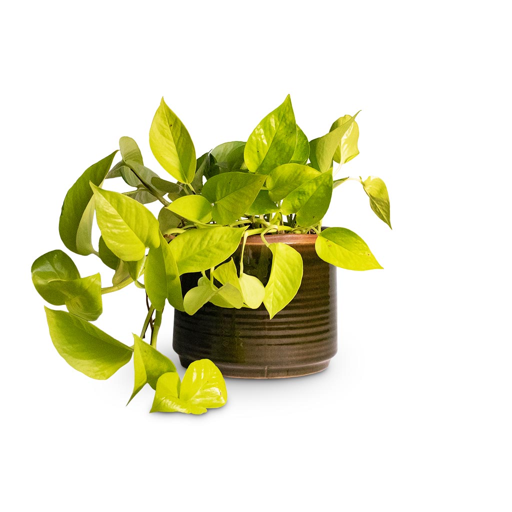 Epipremnum aureum Neon - Golden Neon Pothos & Jordy Plant Pot - Forest Green