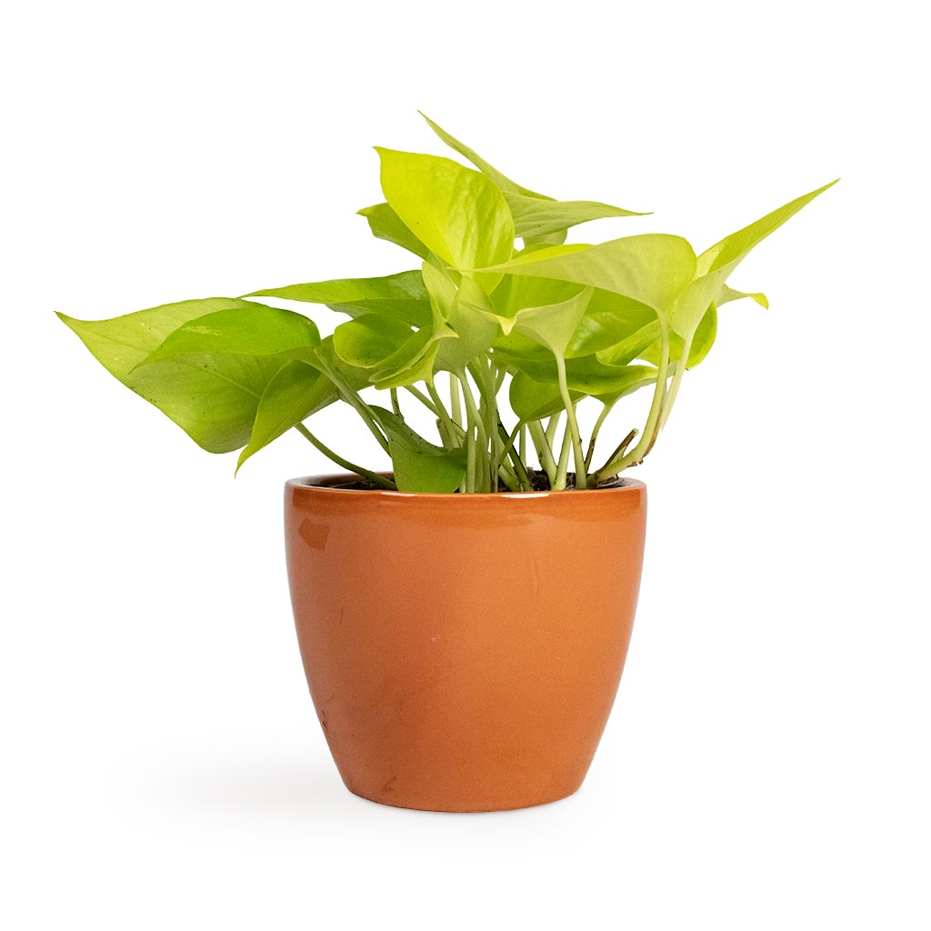 Epipremnum aureum Neon - Golden Neon Pothos Houseplant & Sven Plant Pot - Mandarin