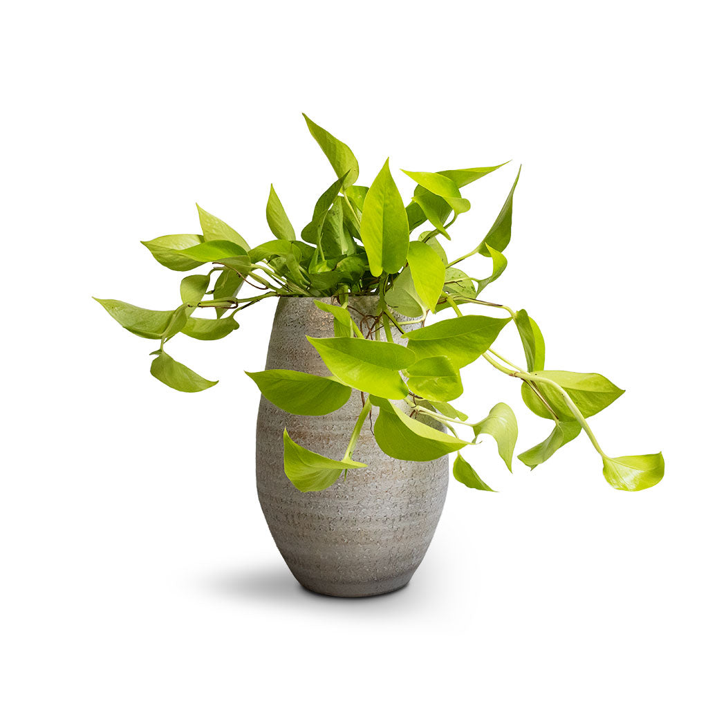 Epipremnum aureum Neon - Golden Neon Pothos & Noor Plant Vase - Metallic Grey