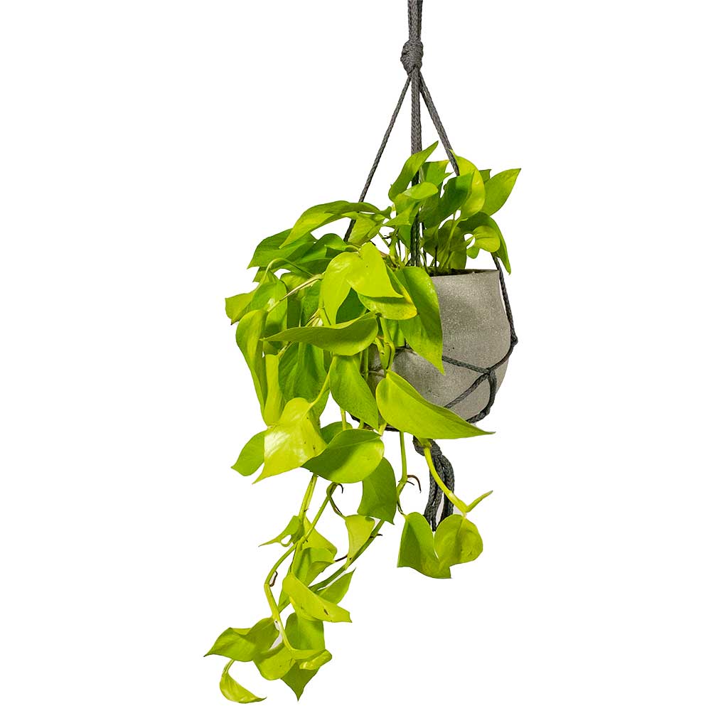 Epipremnum aureum Neon Golden Neon Pothos Houseplant & Plant Pot Hans Hanging Laterite Grey
