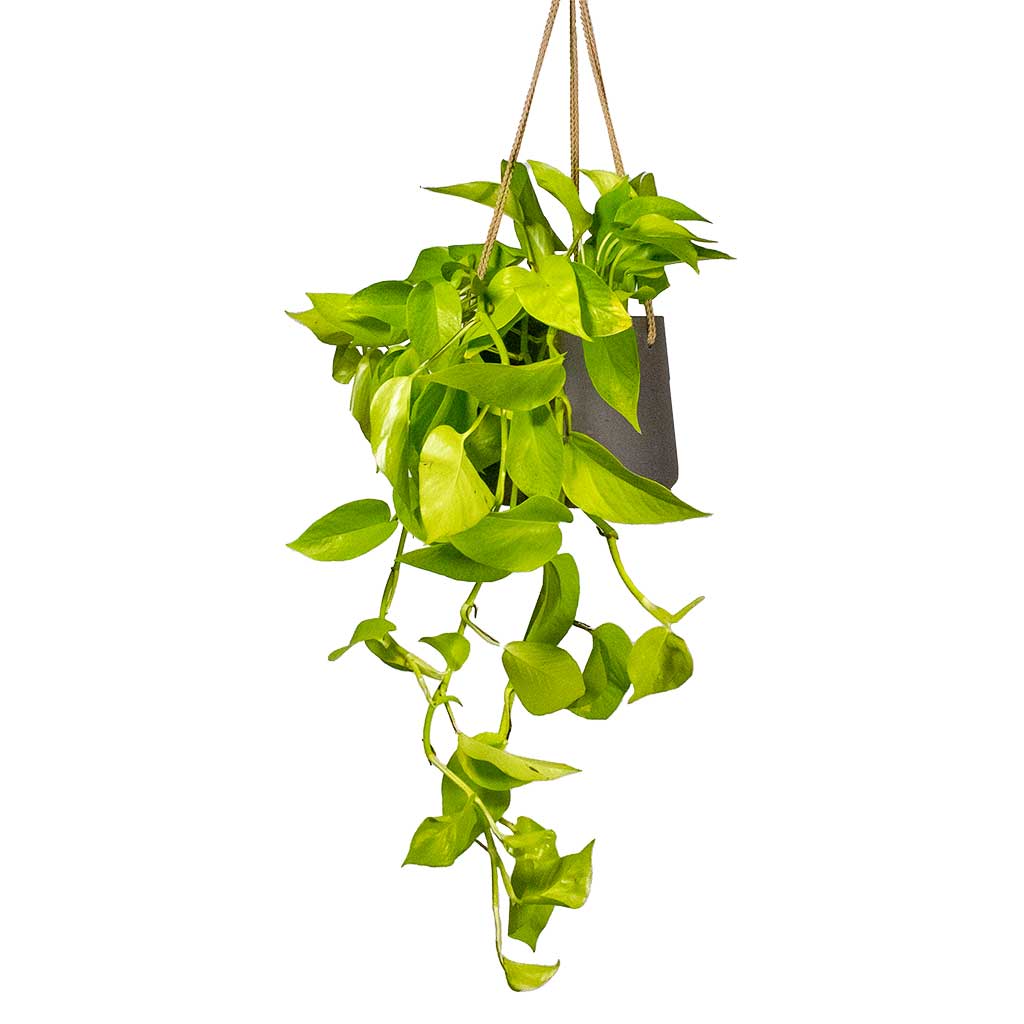 Epipremnum aureum Neon Golden Neon Pothos Houseplant & Plant Pot Patt Hanging Black Wash