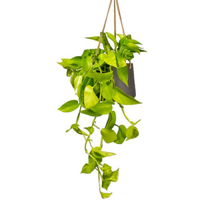 Epipremnum aureum Neon Golden Neon Pothos Houseplant & Plant Pot Patt Hanging Black Wash