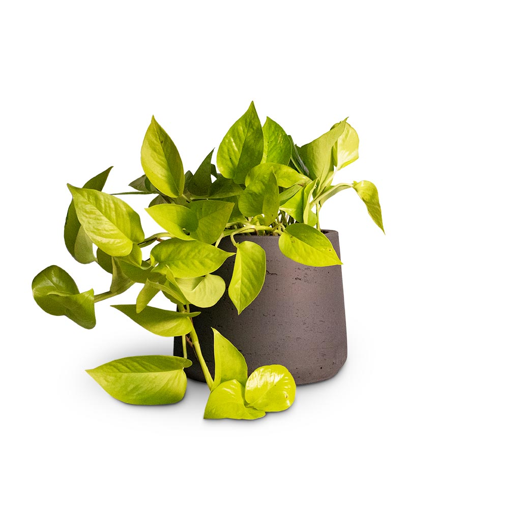Epipremnum aureum Neon - Golden Neon Pothos Houseplant & Patt Plant Pot - Black Washed