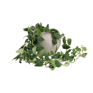Epipremnum pictum Argyraeus - Satin Pothos Houseplant & Abby Ball Plant Pot - Ridged Cement