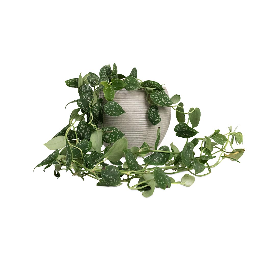 Epipremnum pictum Argyraeus - Satin Pothos Houseplant & Abby Ball Plant Pot - Ridged Cement
