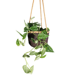 Epipremnum pictum Argyraeus - Satin Pothos & Igmar Hanging Plant Basket - Grey