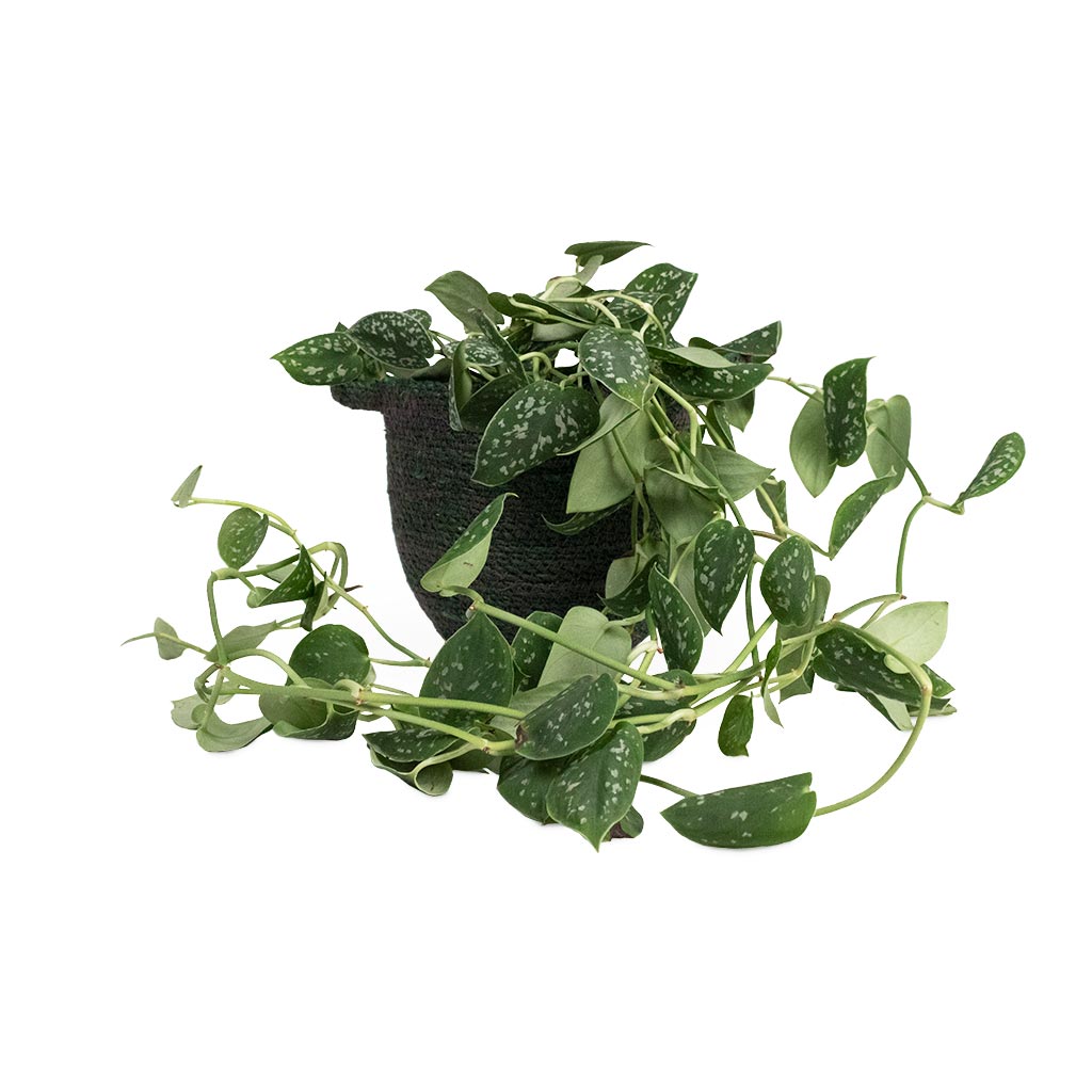 Epipremnum pictum Argyraeus - Satin Pothos Houseplant & Nelis Plant Basket - Green