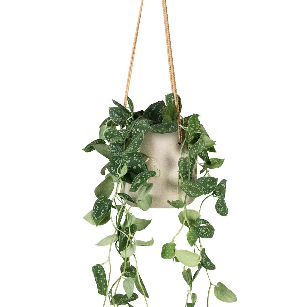 Epipremnum pictum Argyraeus - Satin Pothos & Charlie Hanging Plant Pot - Grey Washed