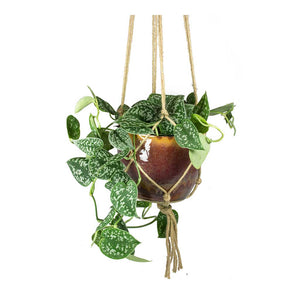 Epipremnum pictum Argyraeus - Satin Pothos & Lara Passion Plant Pot with Hanging Rope