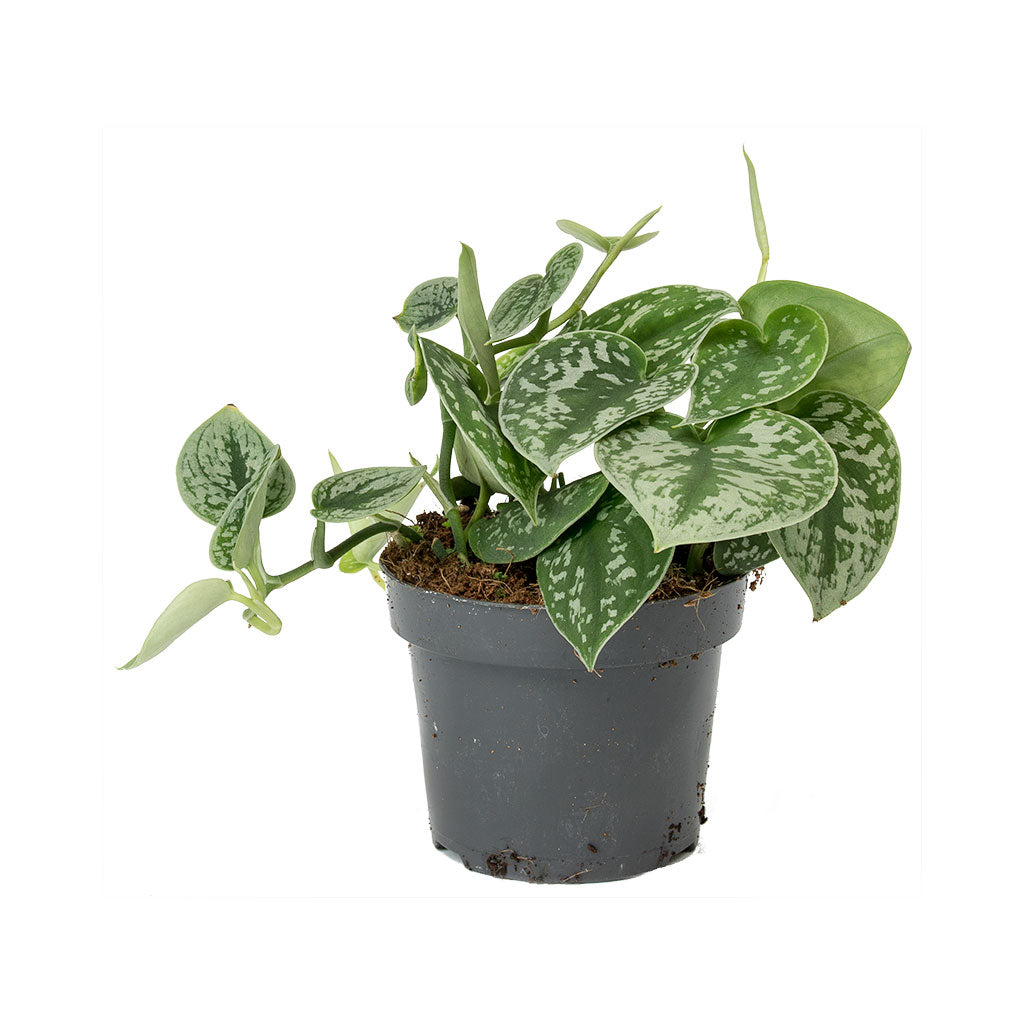 Epipremnum pictum Argyraeus - Satin Pothos 20cm