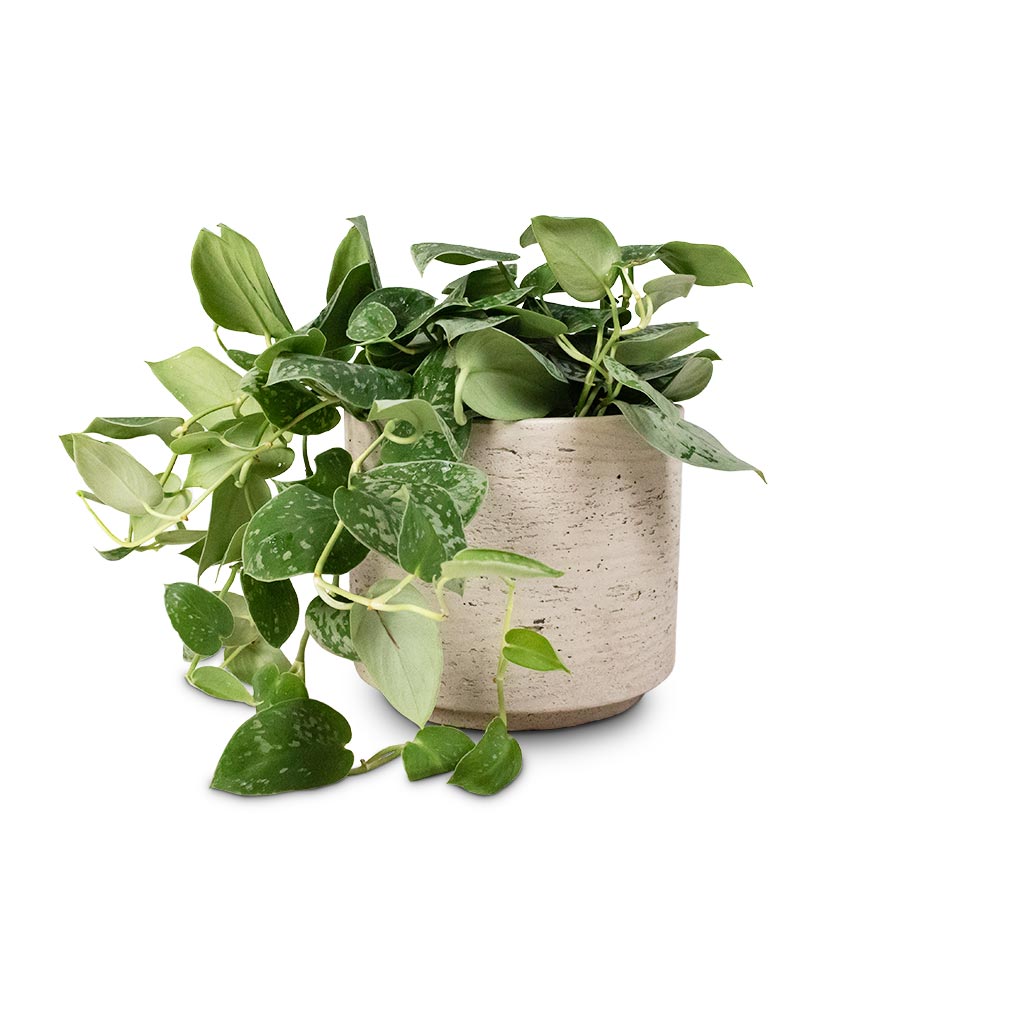 Epipremnum pictum Silvery Ann - Satin Pothos & Novi Plant Pot - Grey Washed