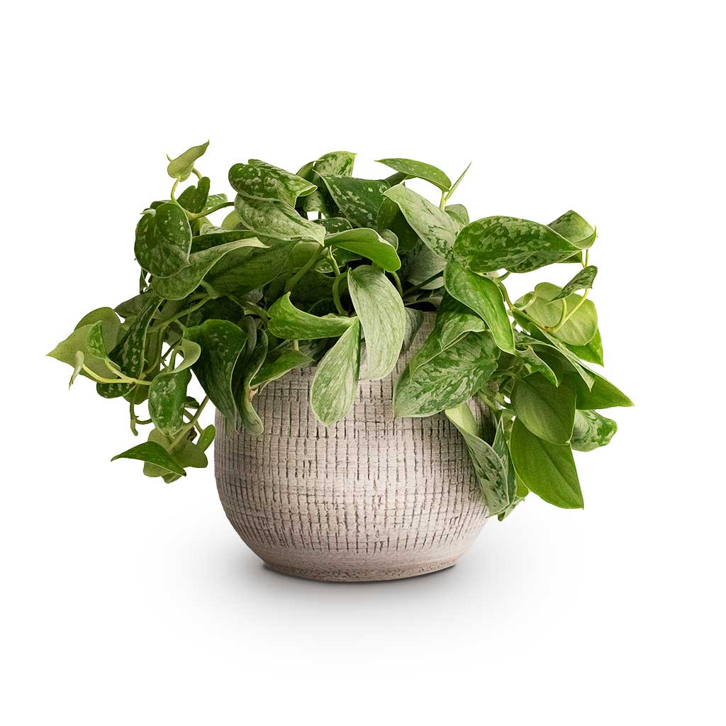 Epipremnum pictum Silvery Ann Satin Pothos & Ryan Plant Pot White Black