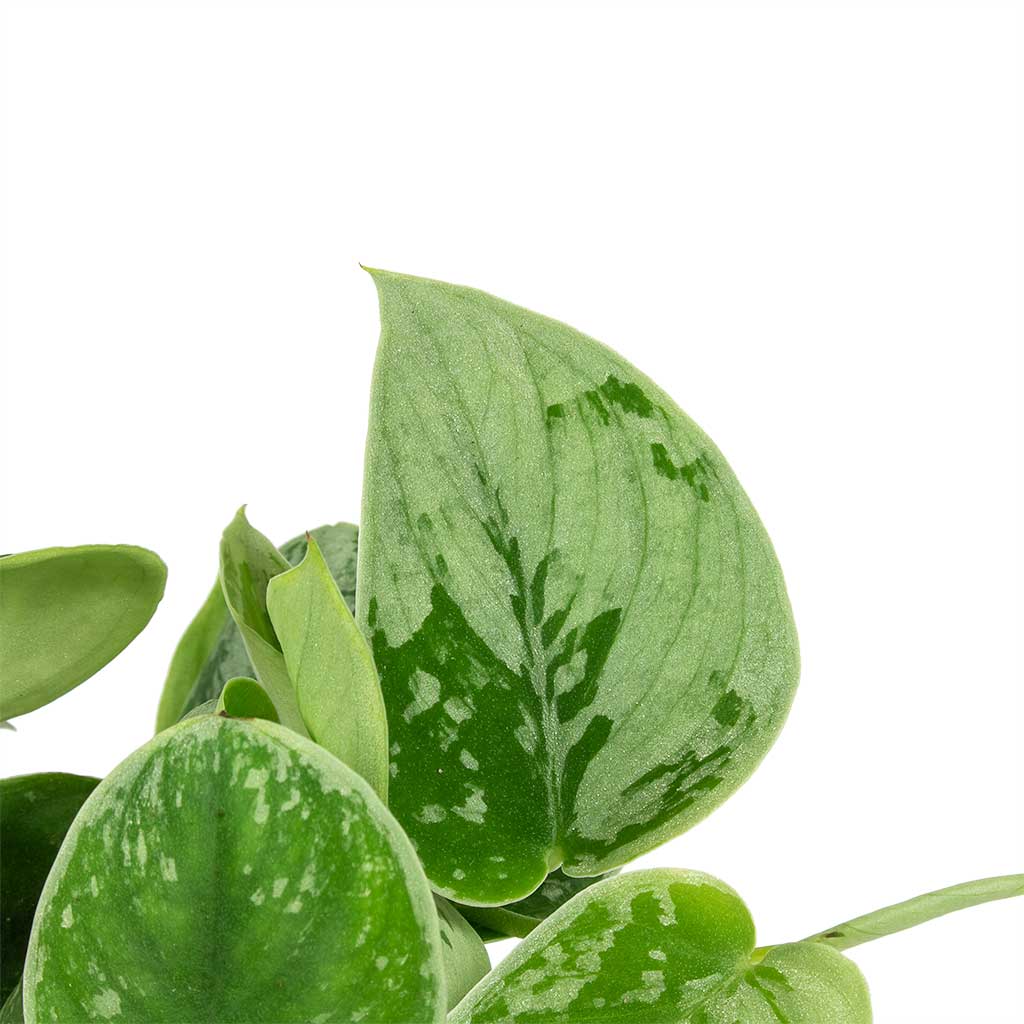 Epipremnum pictum Silvery Ann Satin Pothos & Ryan Plant Pot White Black