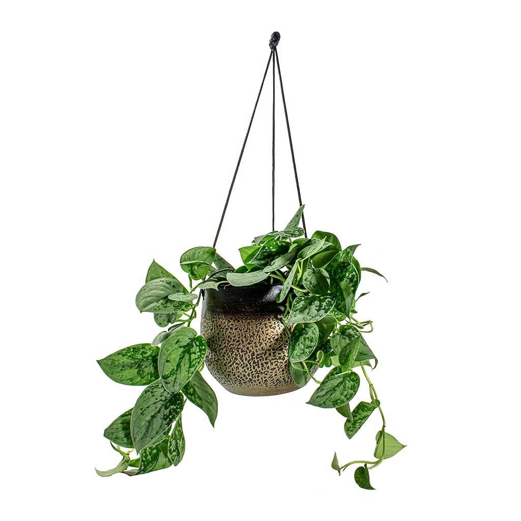 Epipremnum pictum Silvery Ann Satin Pothos & Mya Hanging Planter  Deep Champagne
