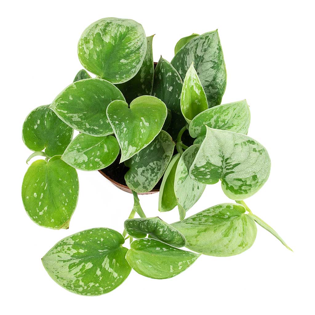 Epipremnum pictum Silvery Ann - Satin Pothos Indoor Plant