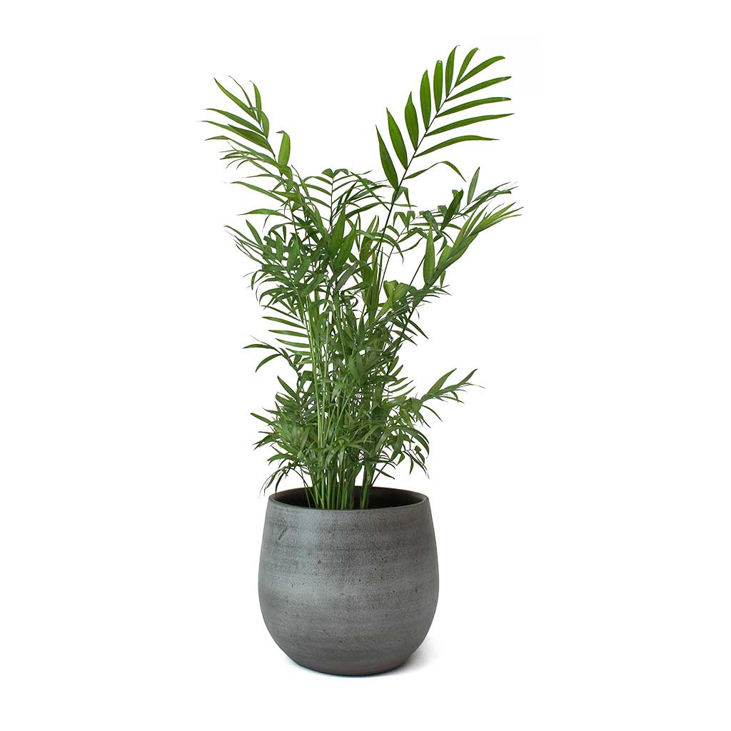 Chamaedorea elegans - Parlour Palm & Esra Plant Pot Mystic Grey