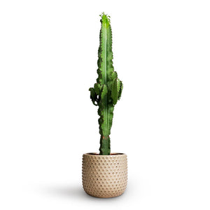 Euphorbia erytrea - Desert Cactus & Bolino Plant Pot