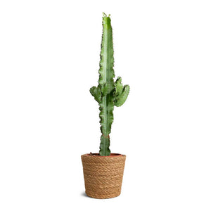 Euphorbia erytrea - Desert Cactus