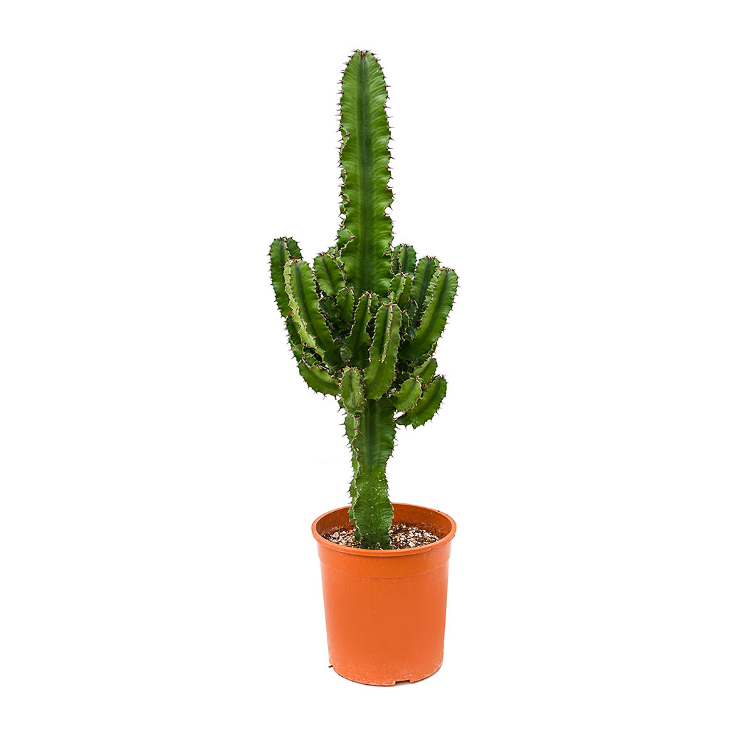 Euphorbia erytrea Desert Cactus 19 x 90cm