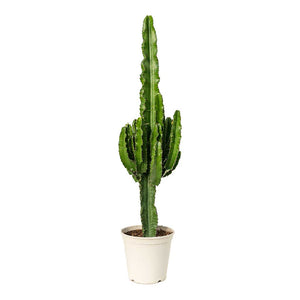 Euphorbia erytrea Desert Cactus 23 x 100cm