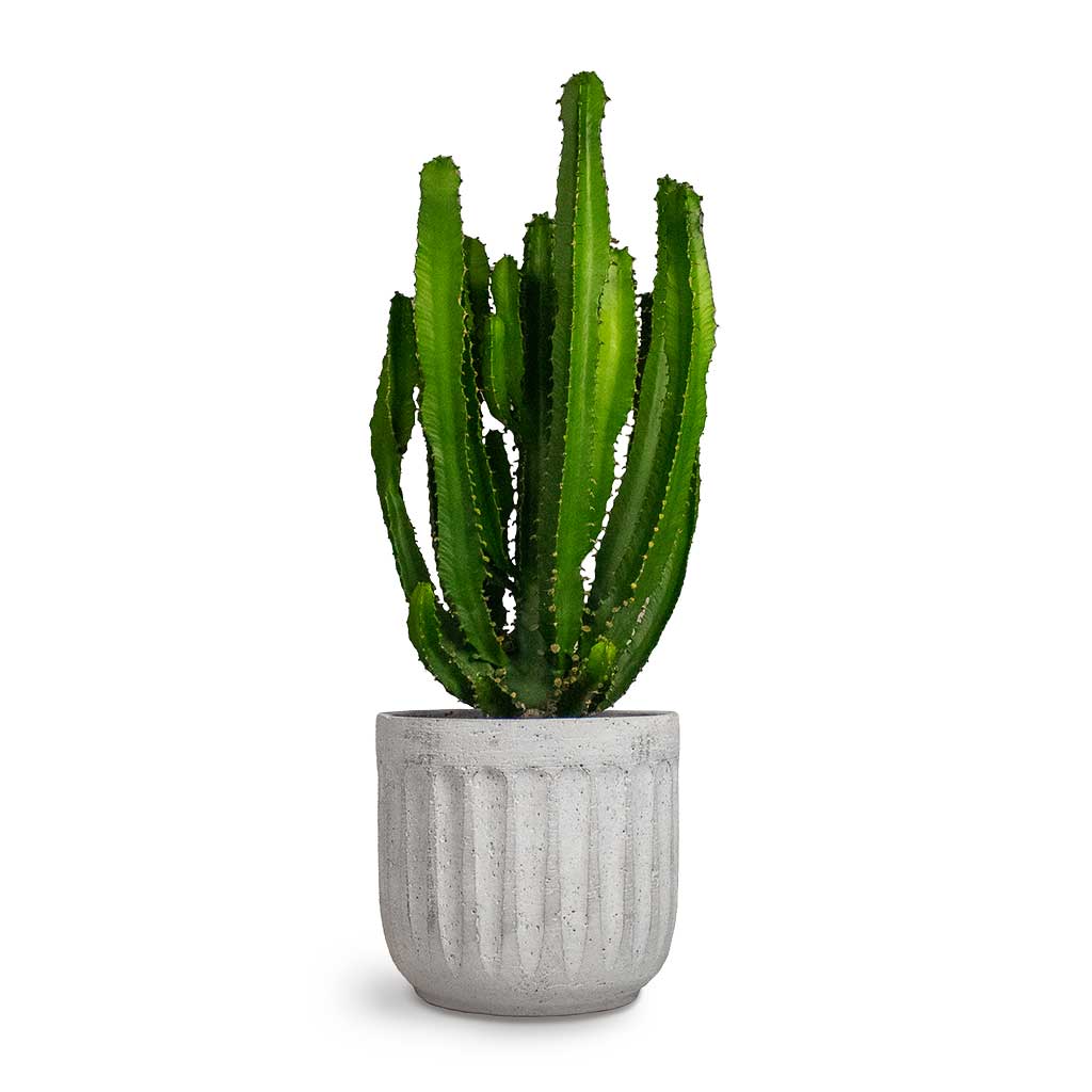 Euphorbia erytrea Desert Cactus & Plant Pot Duncan Cement