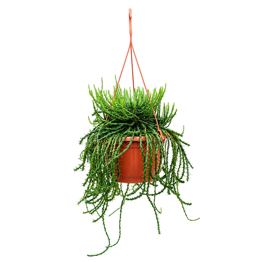 Euphorbia flanaganii - Medusa Plant 50cm