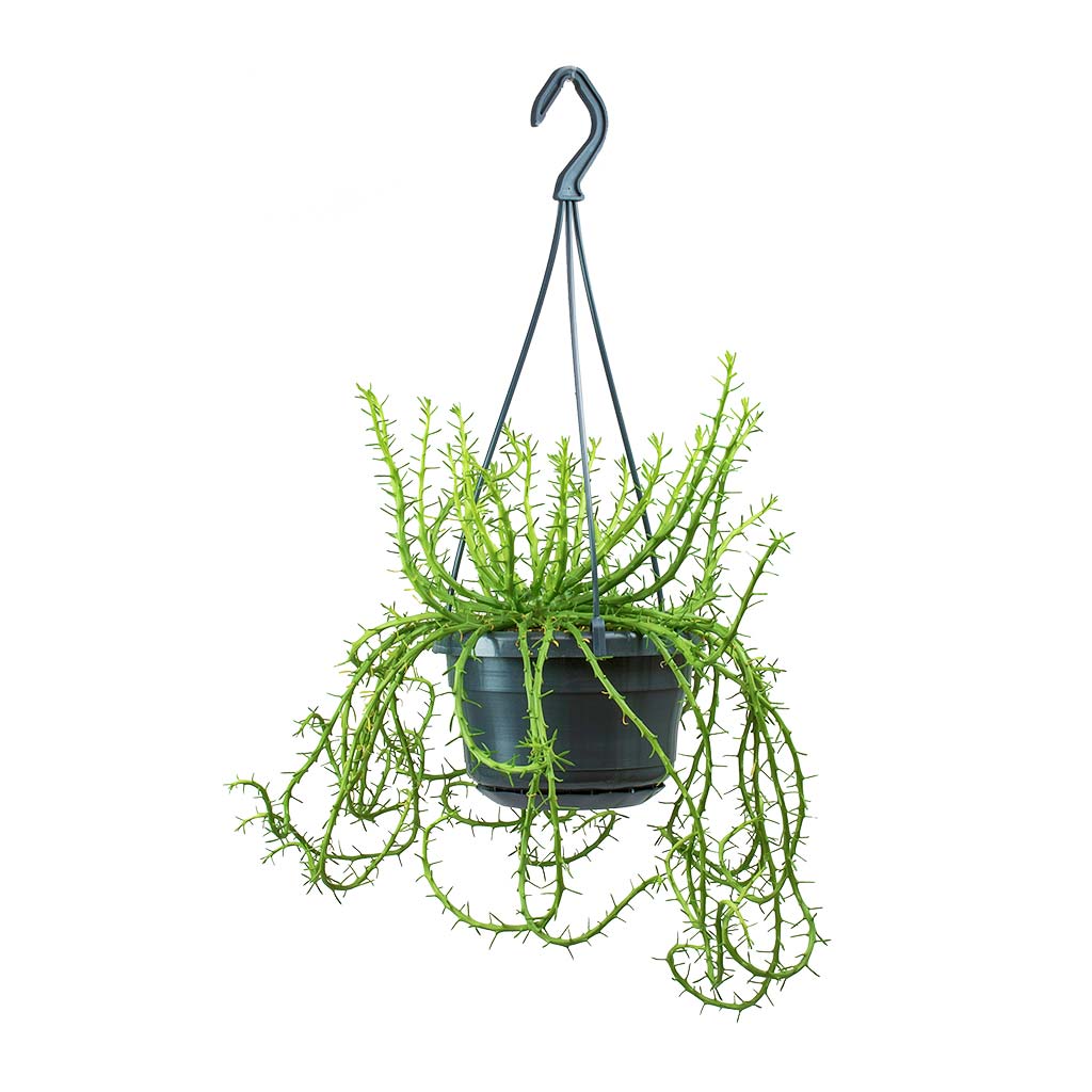 Euphorbia flanaganii - Medusa Plant - Large