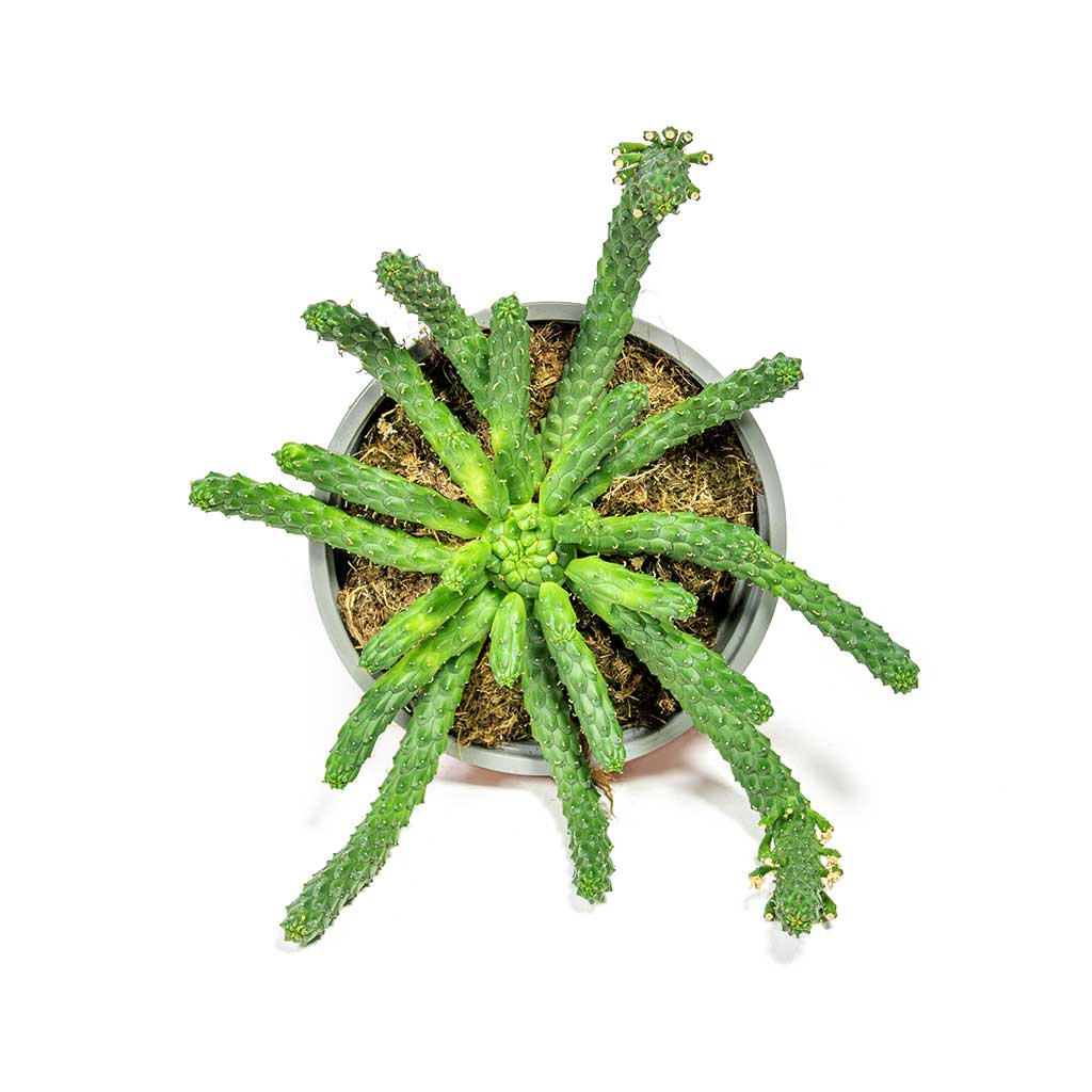 Euphorbia flanaganii - Medusa Plant Stems