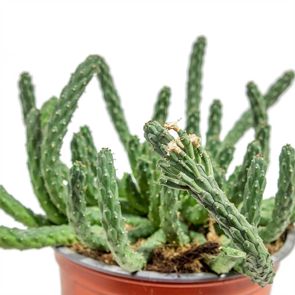 Euphorbia flanaganii - Medusa Houseplant Close Up
