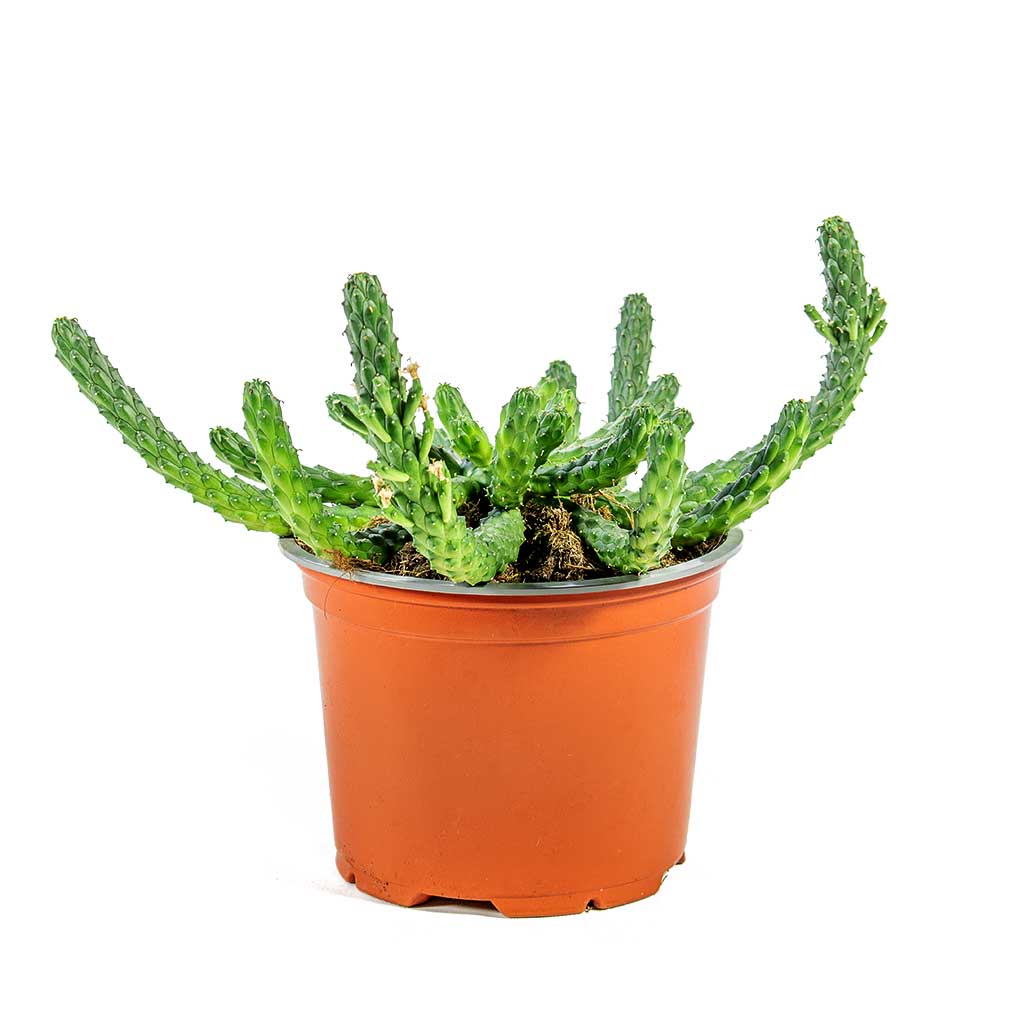 Euphorbia flanaganii - Medusa Plant