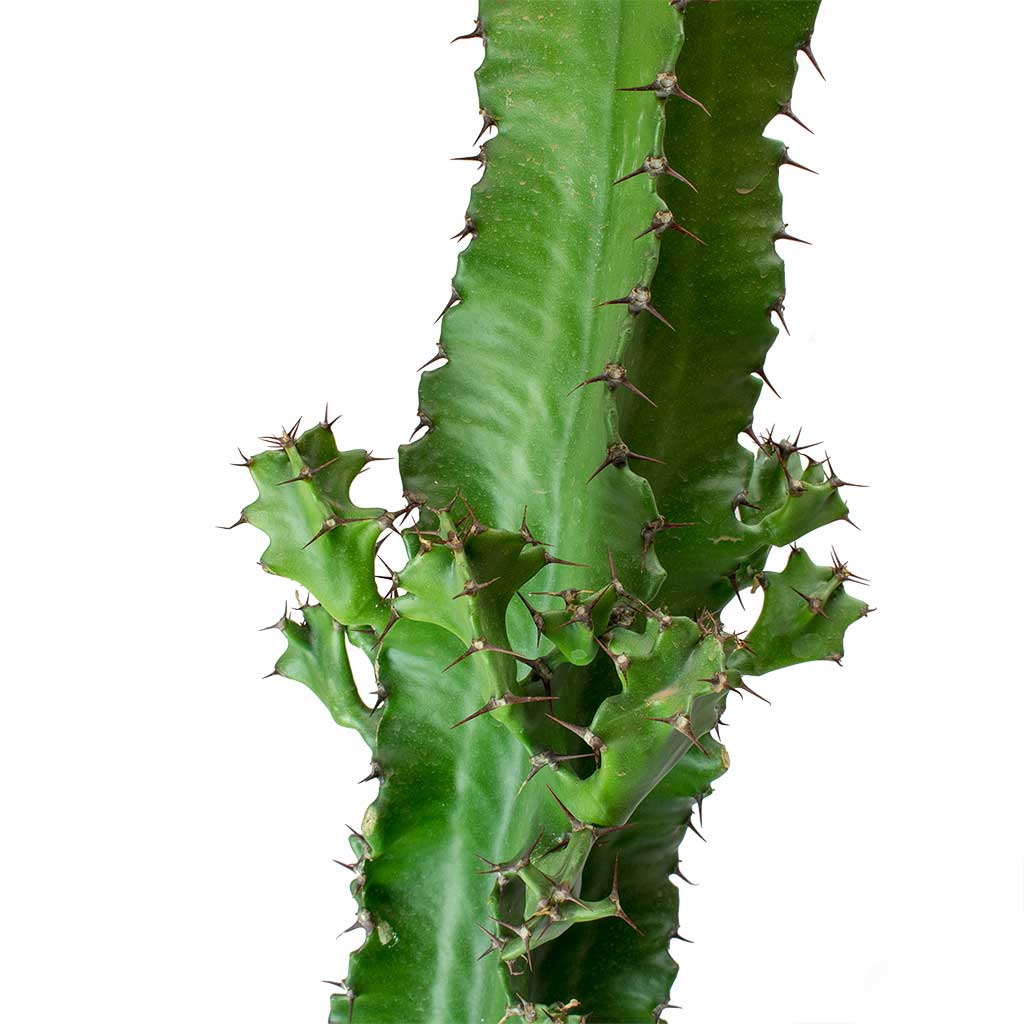 Euphorbia tetra Spines