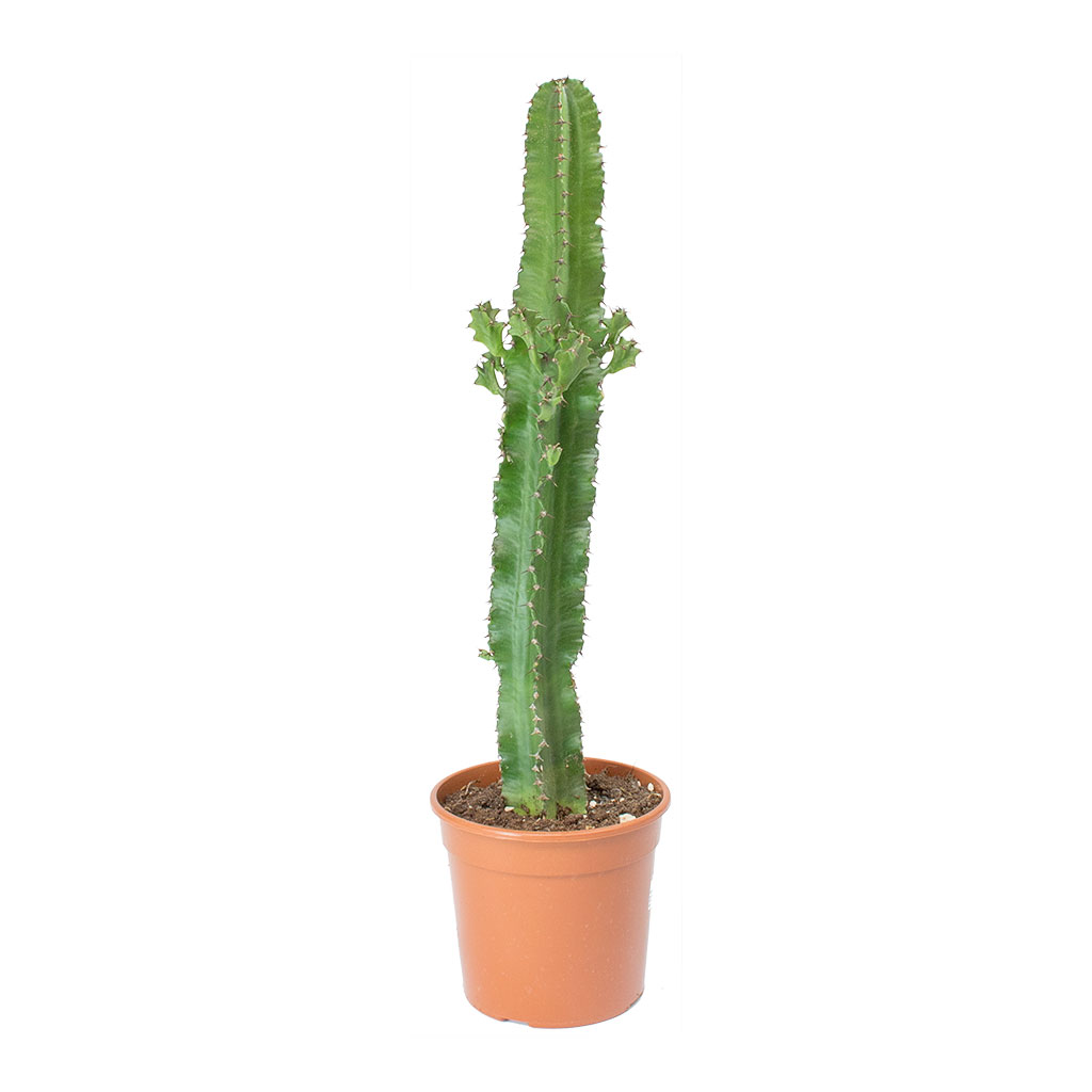 Euphorbia tetra 55cm
