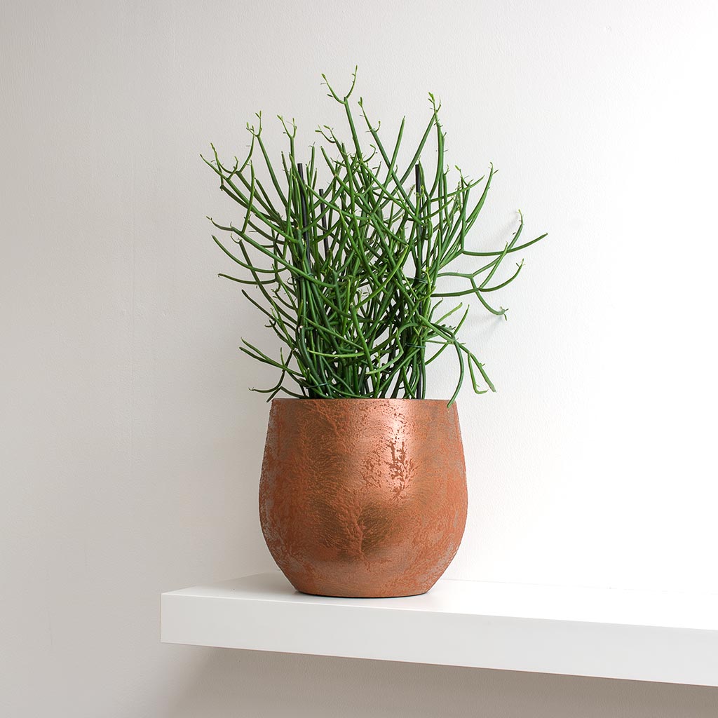 Euphorbia tirucalli - Pencil Cactus & Esra Rust Plant Pot