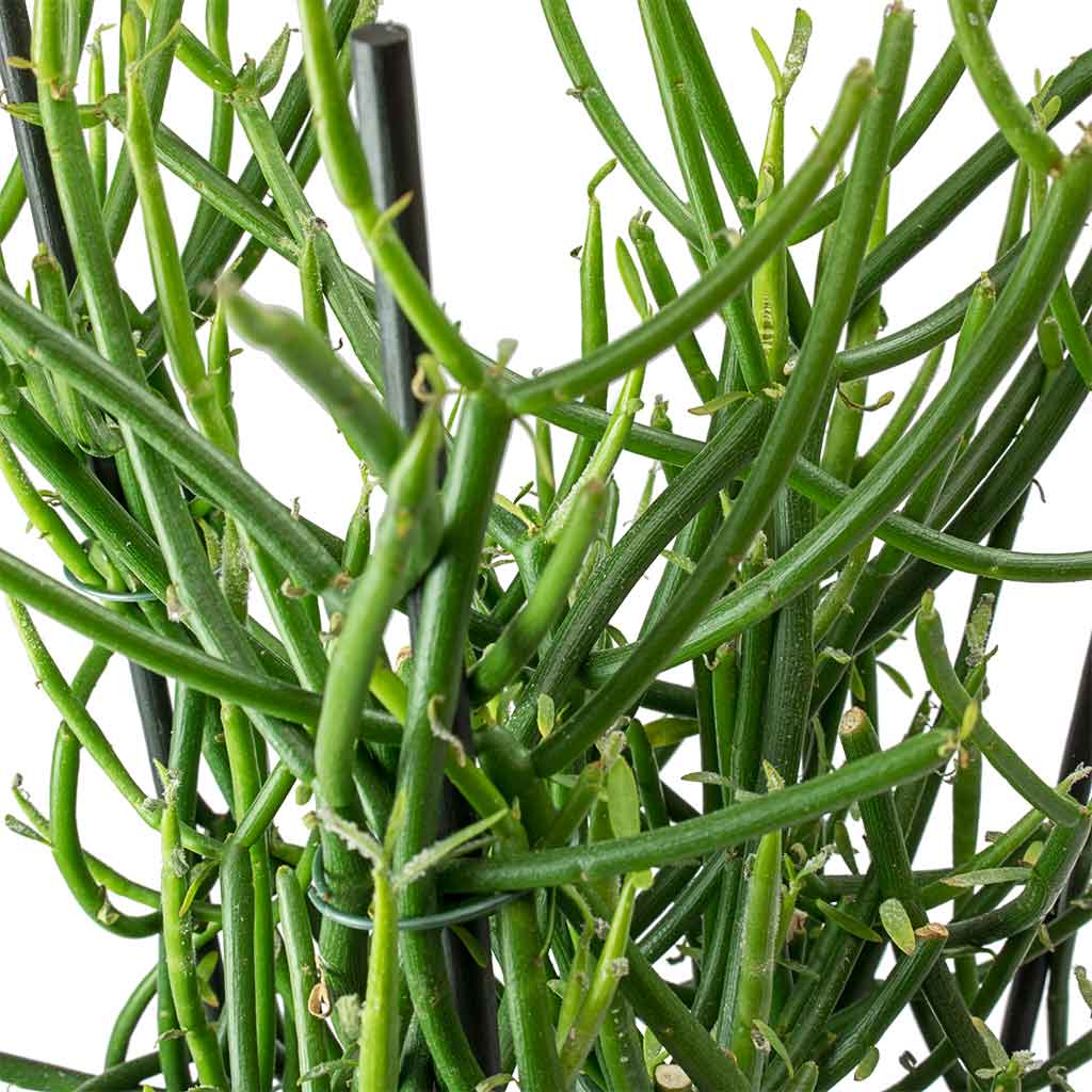 Euphorbia tirucalli - Pencil Cactus Leaves