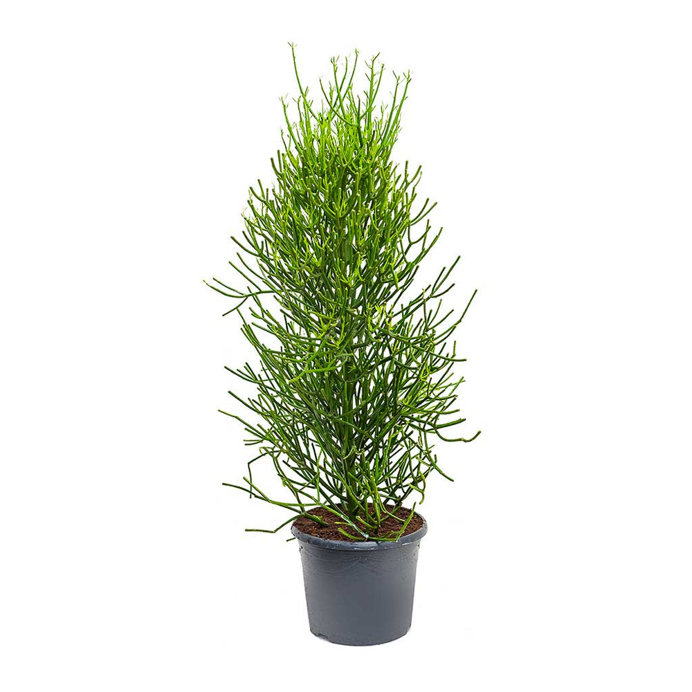 Euphorbia tirucalli Pencil Cactus Indoor Plant Hortology HORTOLOGY