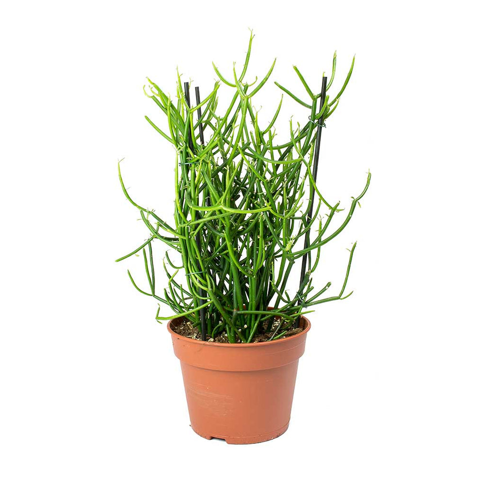 Euphorbia tirucalli Pencil Cactus Indoor Plant Hortology HORTOLOGY