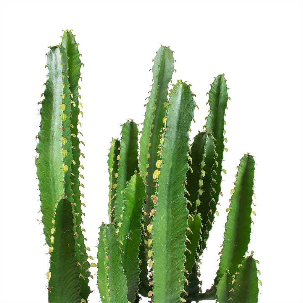 Euphorbia triangularis Stems
