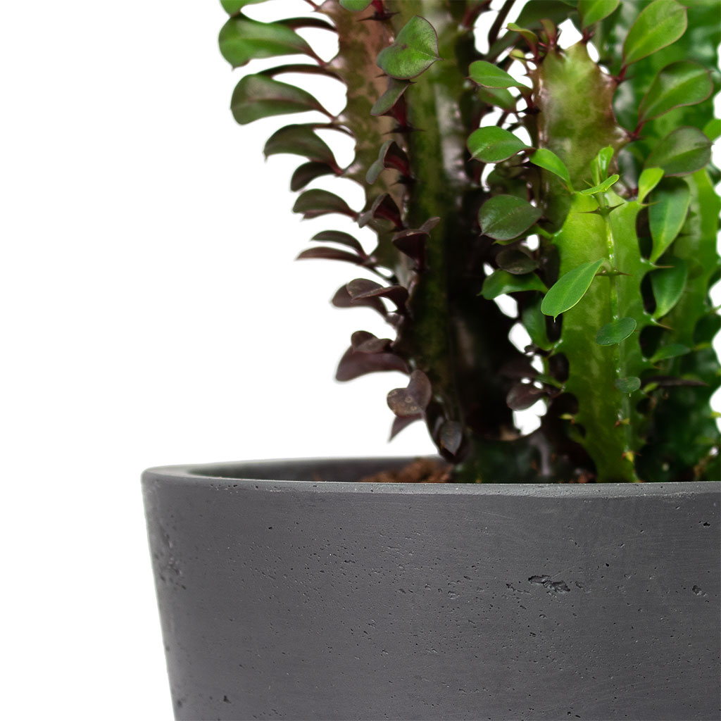 Mini Bucket Plant Pot Black Washed - Large
