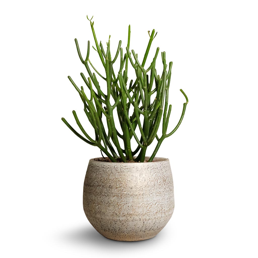 Noor Plant Pot - Metallic Grey & Pencil Cactus