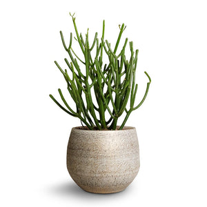 Noor Plant Pot - Metallic Grey & Pencil Cactus