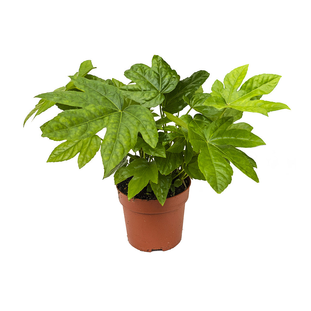 Fatsia japonica Japanese Aralia Small