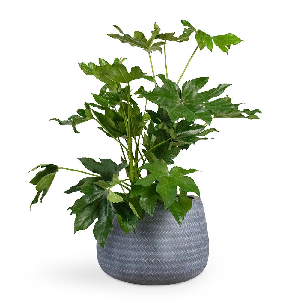 Fatsia japonica - Japanese Aralia Houseplant & Angle Darcy Plant Pot - Grey