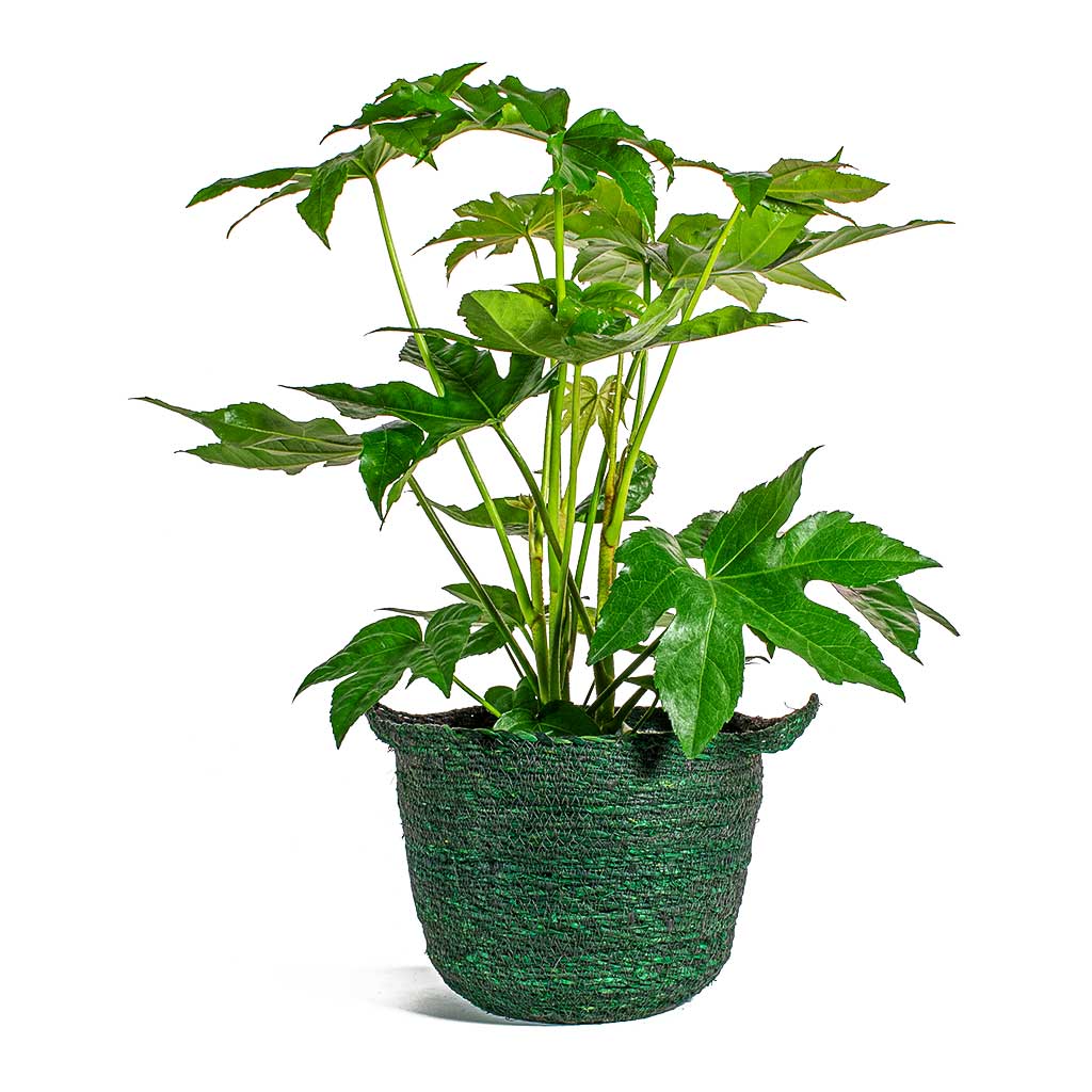 Fatsia japonica Japanese Aralia & Nelis Green Basket Plant Pot