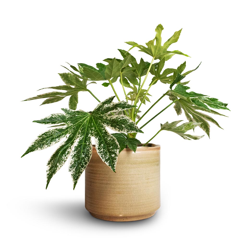 Fatsia japonica - Variegated Japanese Aralia &amp; Jordy Plant Pot - Pebble