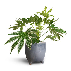Fatsia Japonica Variegated & Kaat Plant Pot - Blue Grey